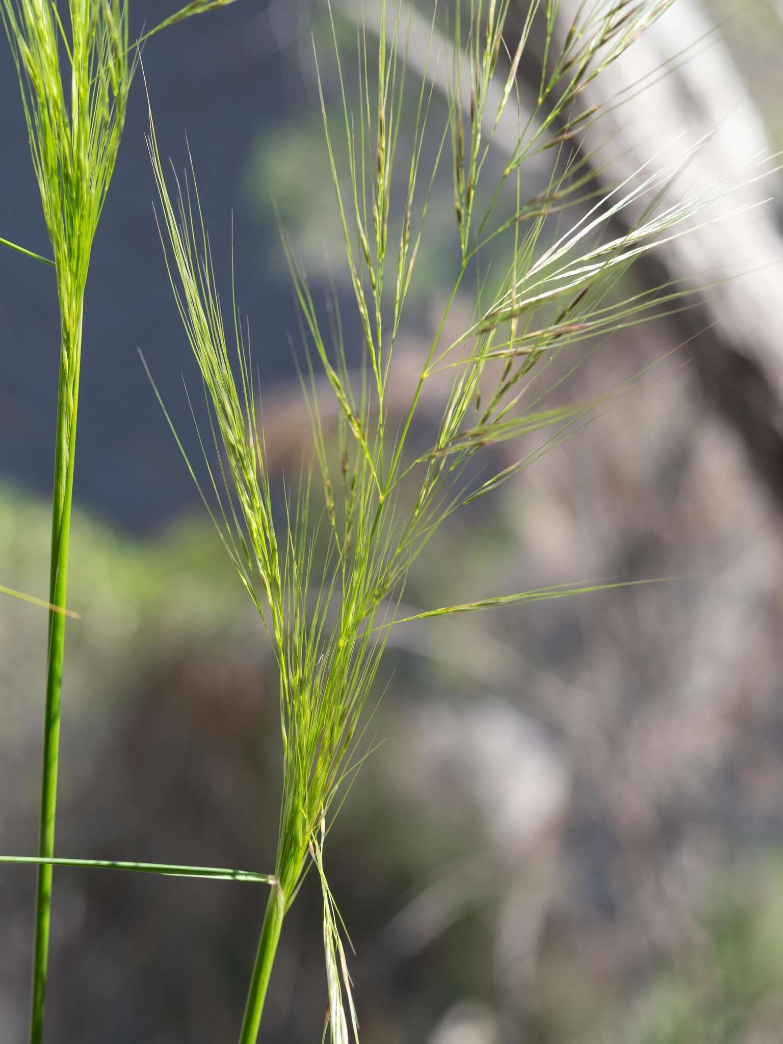 Image of Austrostipa densiflora (Hughes) S. W. L. Jacobs & J. Everett