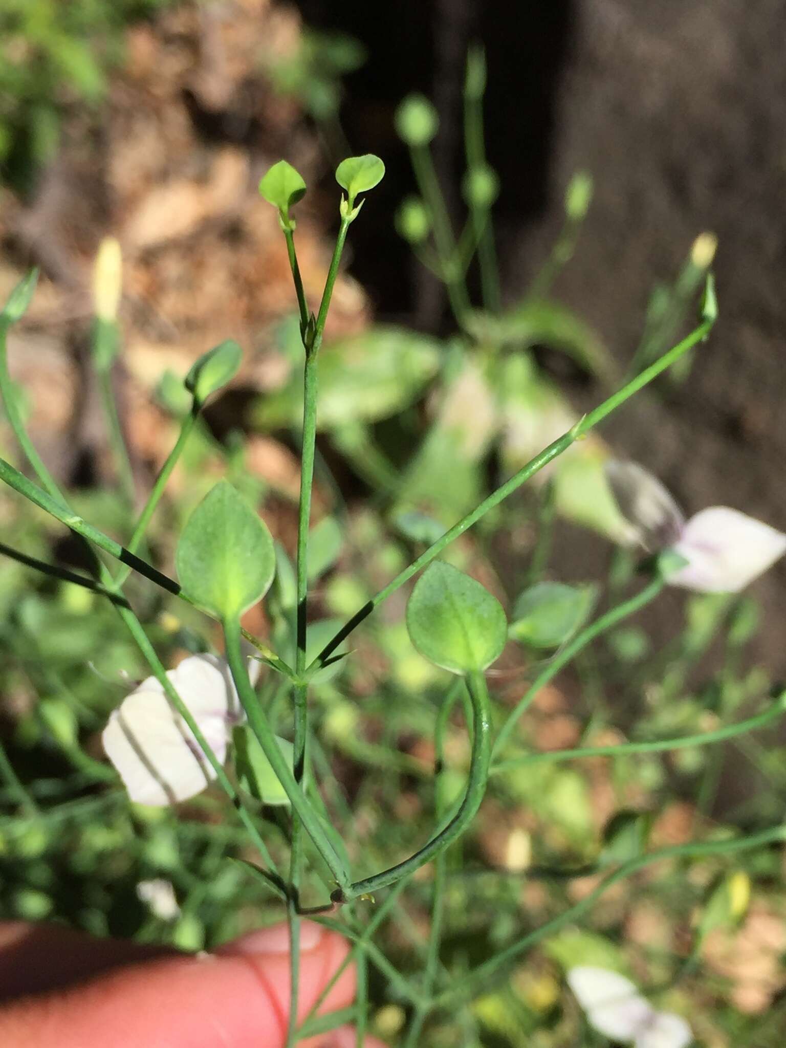 Image of Dicliptera thlaspioides Nees