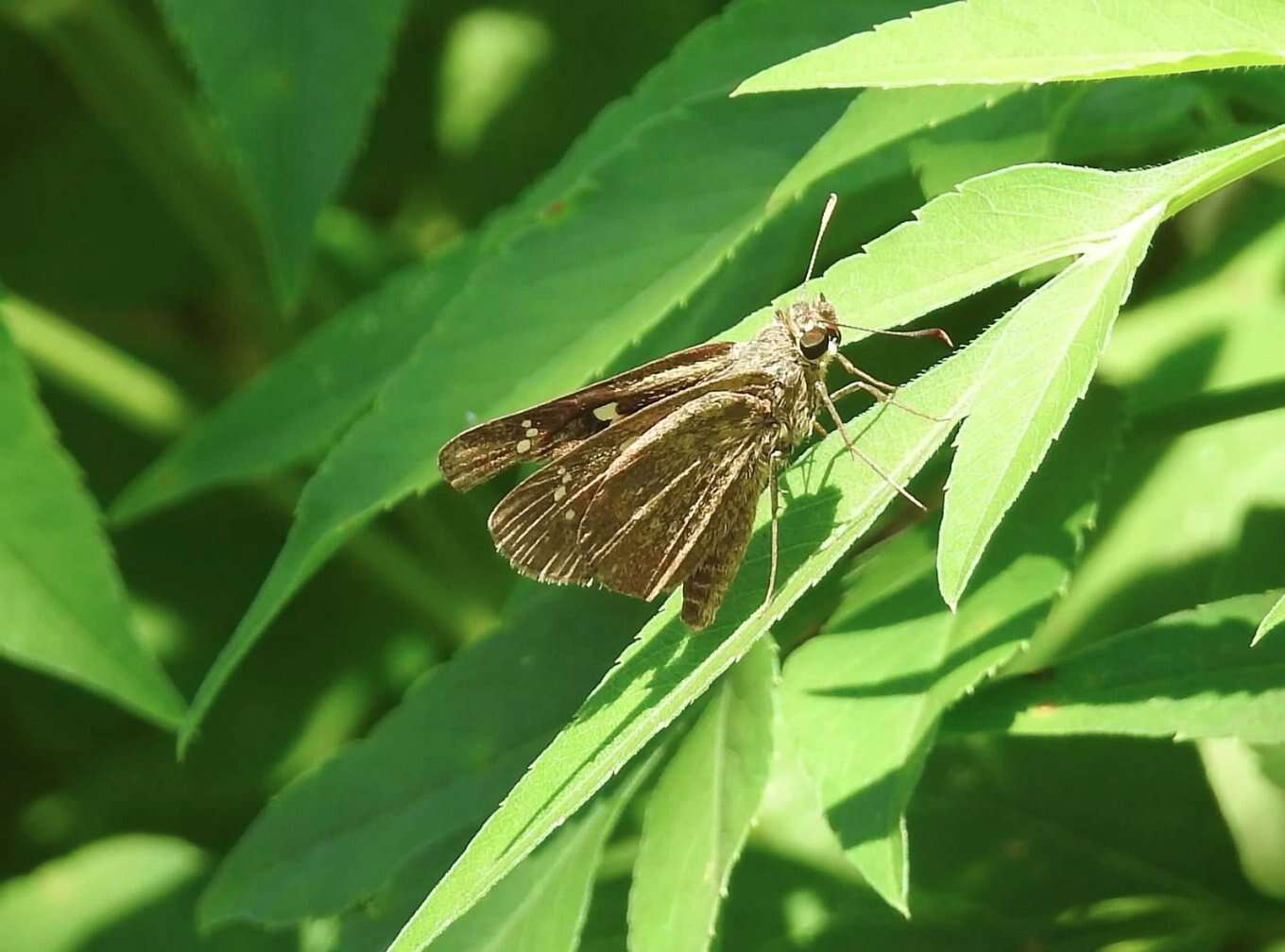 Слика од Polytremis lubricans Herrich-Schäffer 1869