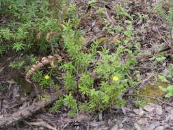 Image of Hibbertia furfuracea (DC.) Benth.