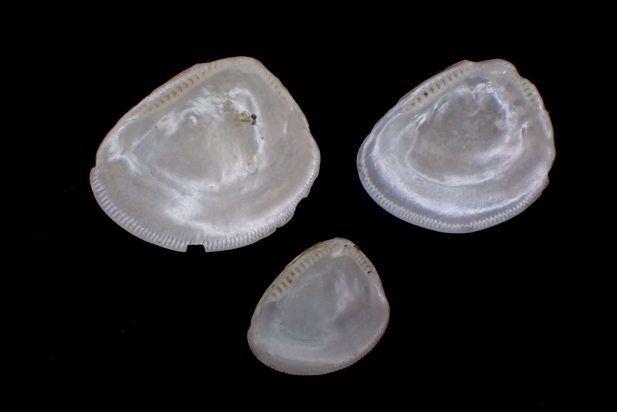 Image of Atlantic Nut Clam