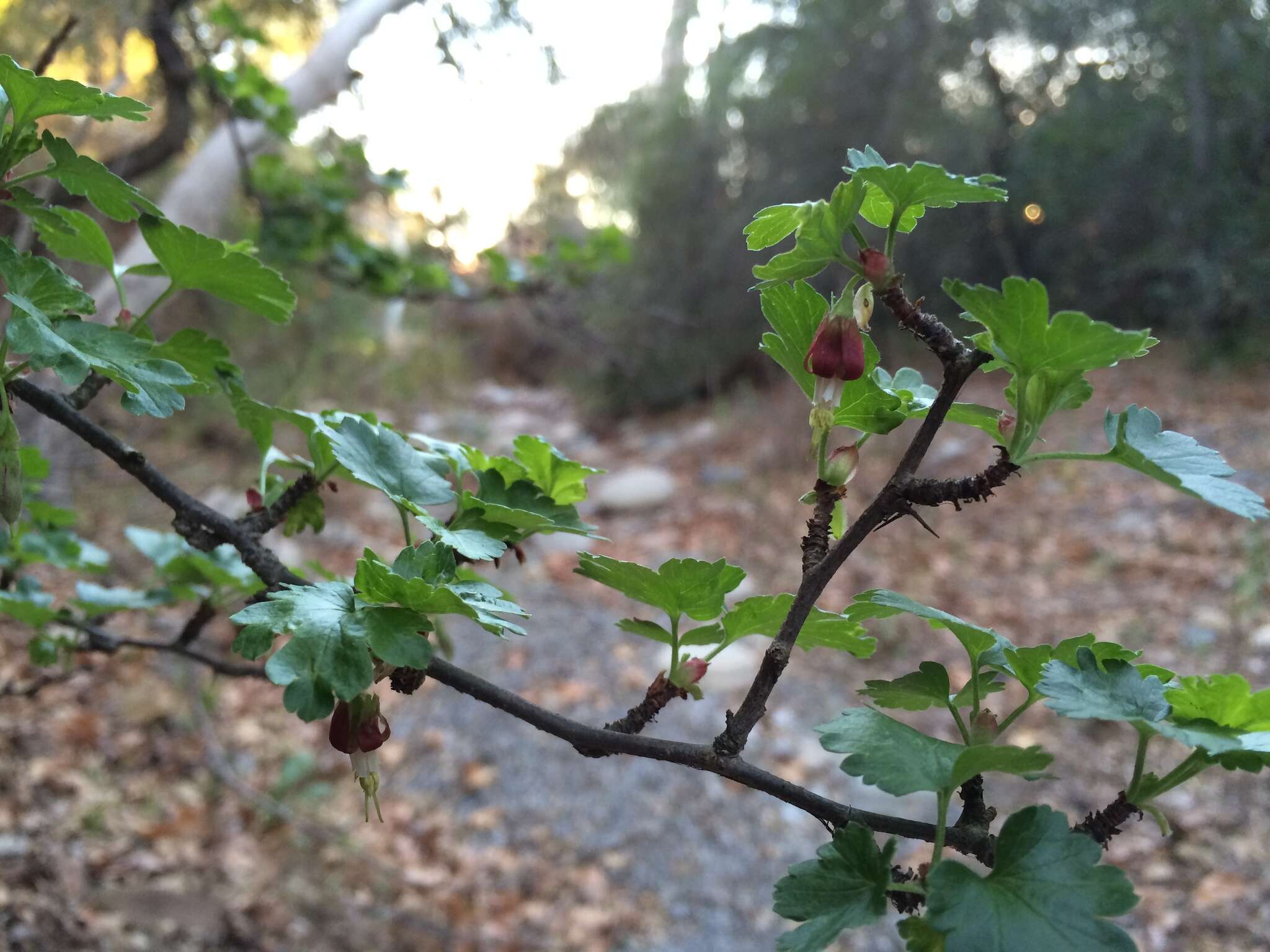 Image of hillside gooseberry