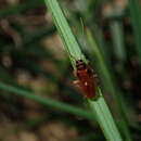 Dyakinodes centralis (Walker & F. 1868) resmi