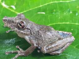 Image of Scinax sugillatus (Duellman 1973)