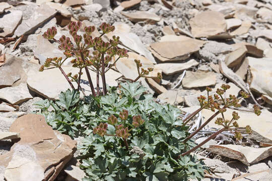 Sivun Cymopterus rosei M. E. Jones kuva