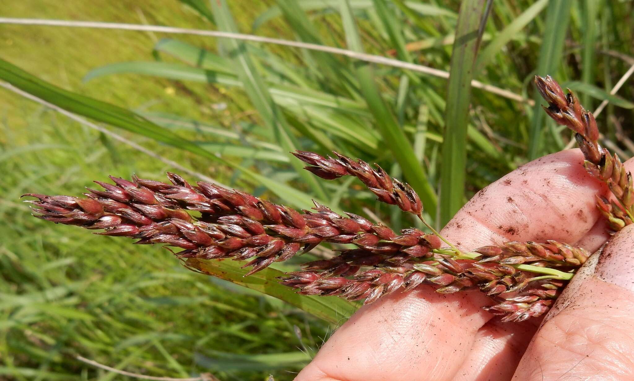 Image of Johnson grass