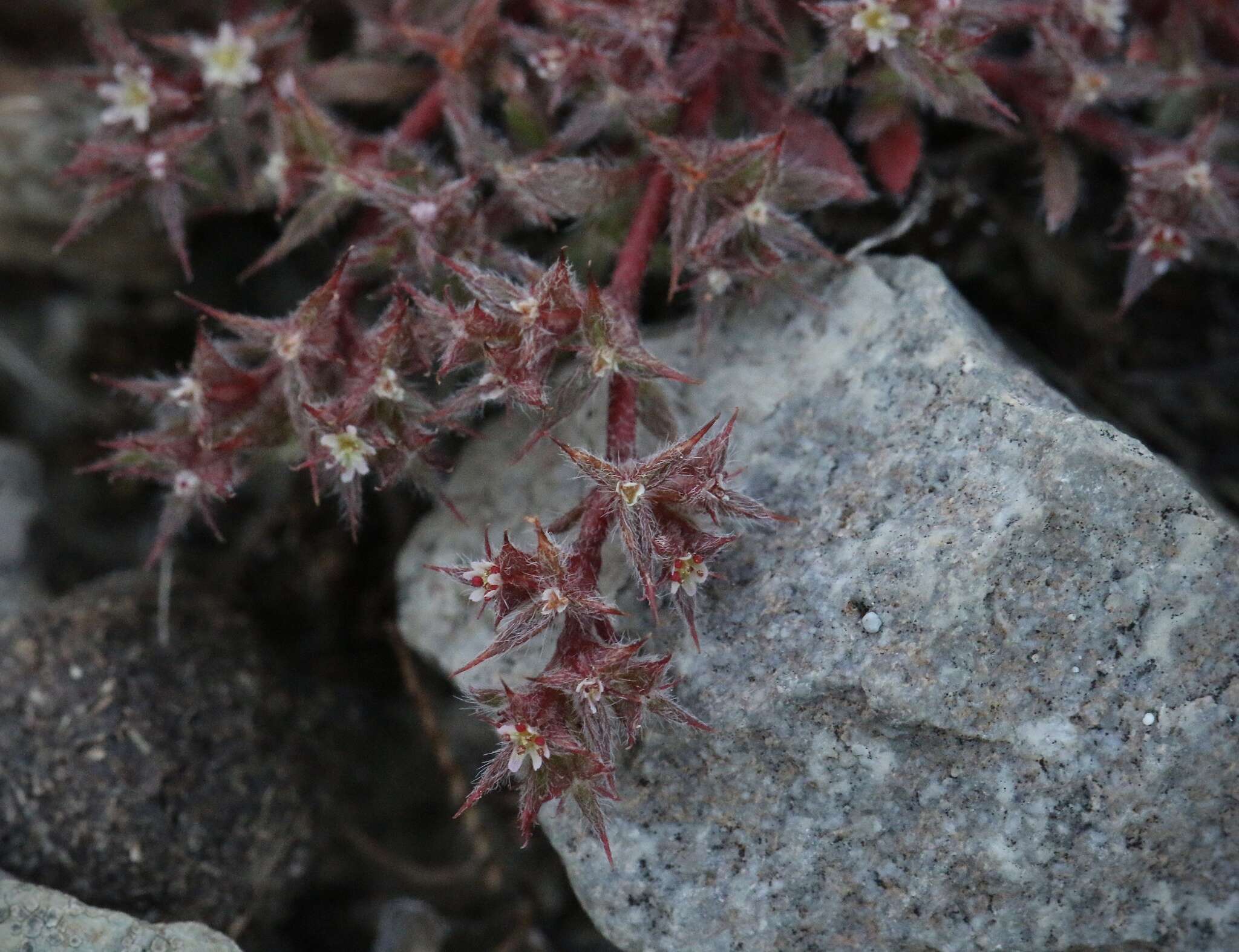 Image of Chorizanthe polygonoides var. polygonoides