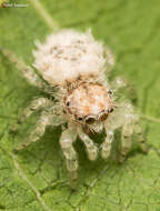 Image of Sheepy Jumping Spider