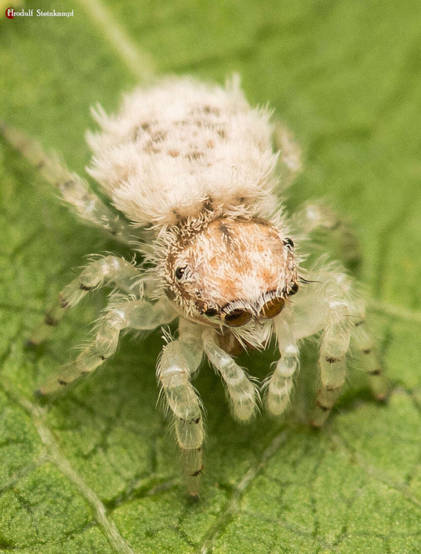 Image of Oviballus vidae