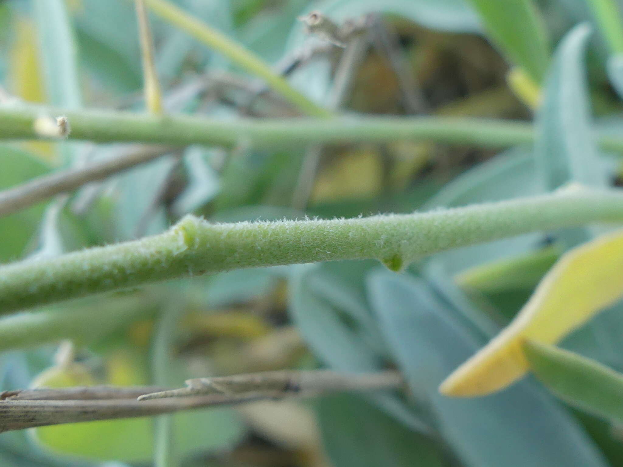 Image of Aurinia leucadea (Guss.) K. Koch