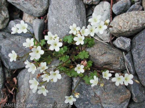 Image of Sitka mistmaiden