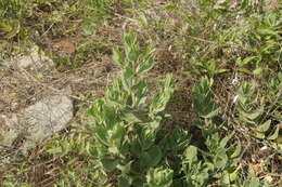 Слика од Gypsophila perfoliata L.