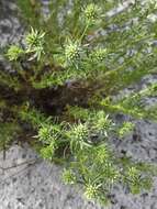 Eryngium aromaticum Baldw. resmi