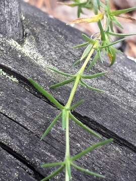 Image of Pseudocherleria laricina (L.) Dillenb. & Kadereit