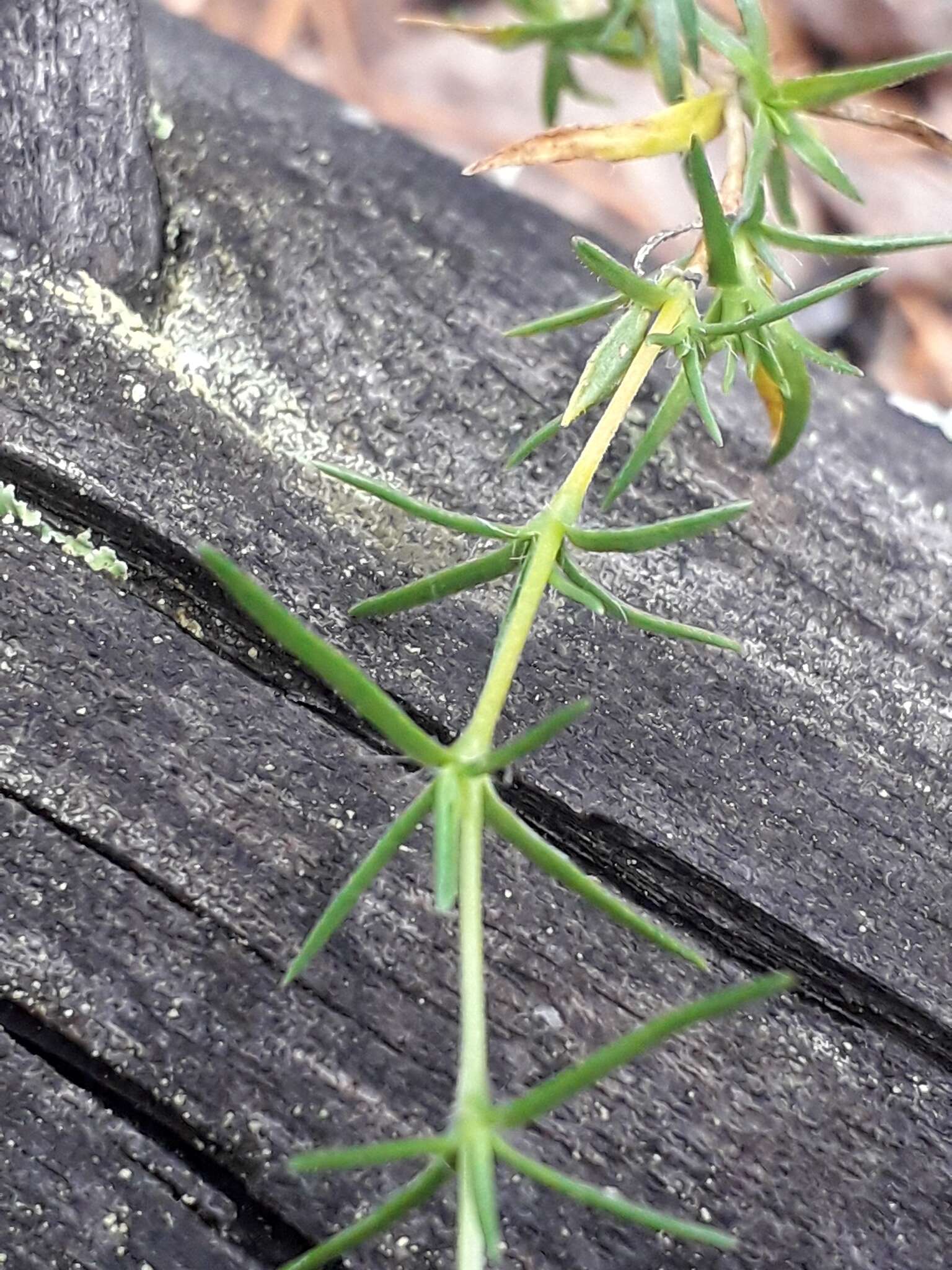 Слика од Pseudocherleria laricina (L.) Dillenb. & Kadereit