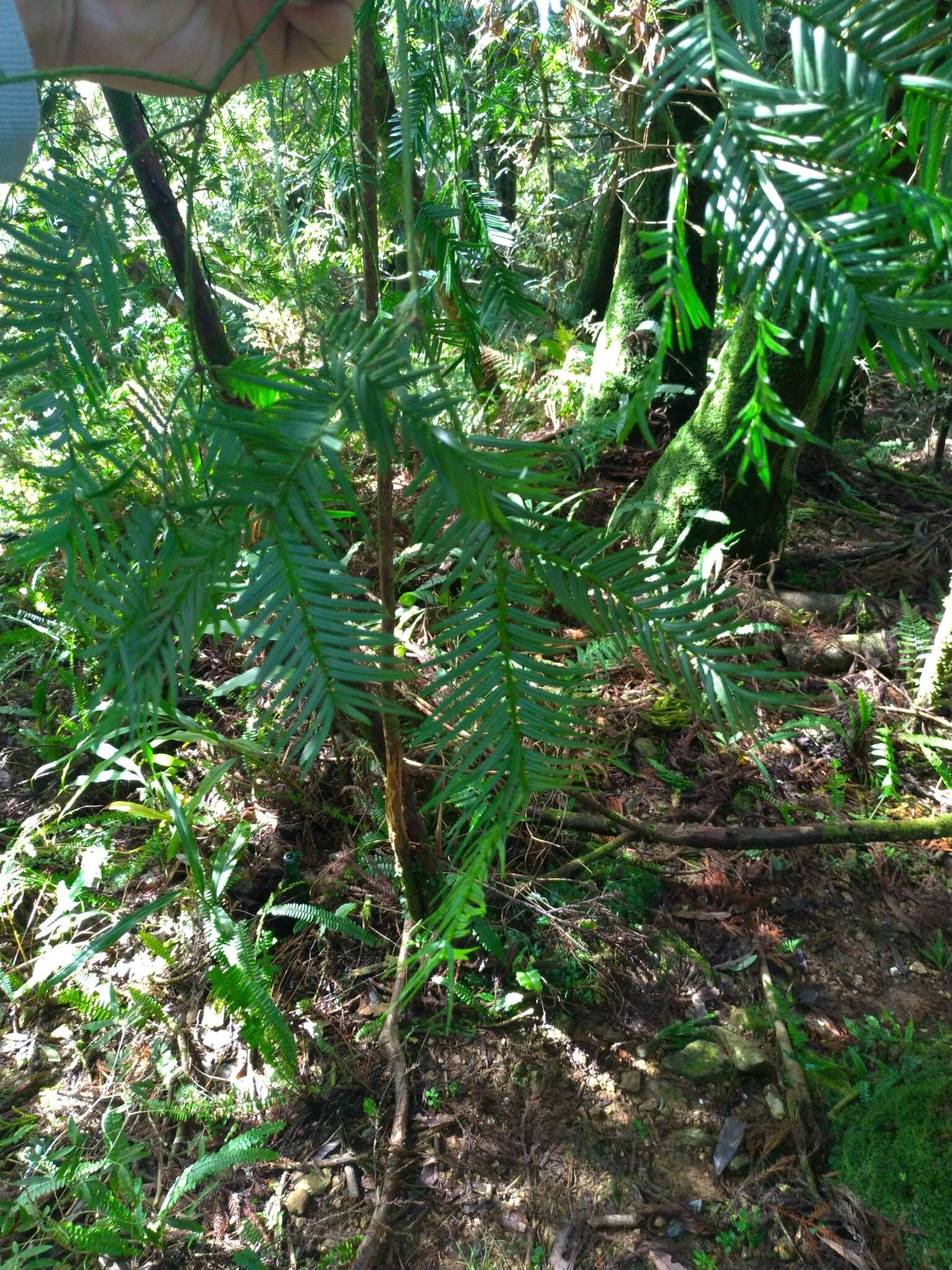 Image of Taxus mairei (Lemée & Lév.) S. Y. Hu ex T. S. Liu