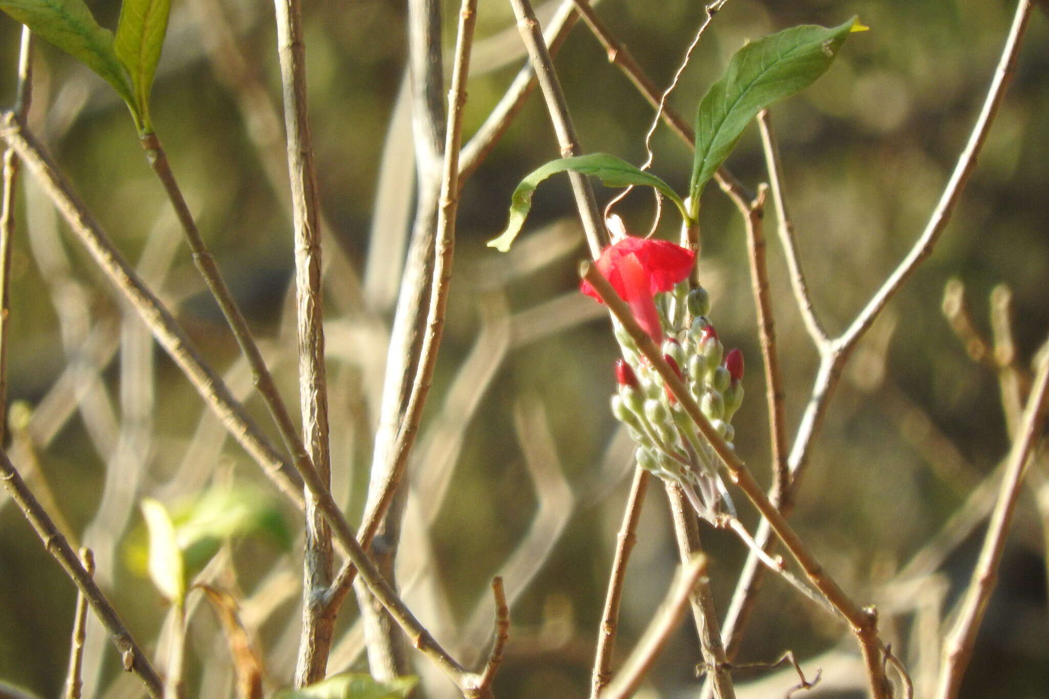 Image of Ipomoea conzattii Greenman