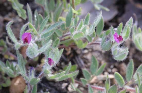 Plancia ëd Acmispon rubriflorus (Sharsm.) D. D. Sokoloff