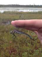 Image of bog hawker