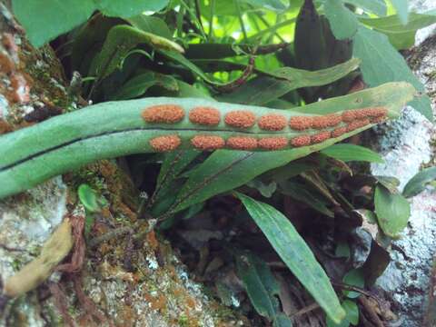 Image of starscale fern