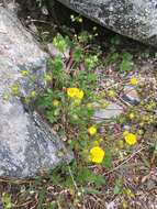 Слика од Potentilla crantzii (Crantz) Beck