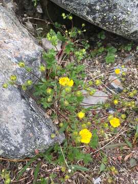 Image of Potentilla crantzii (Crantz) Beck