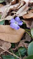 Image of Common Periwinkle