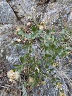 Image of sawtooth bristleweed