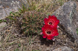 Image of Echinopsis chrysochete Werderm.