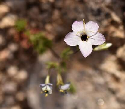 Image of golden linanthus