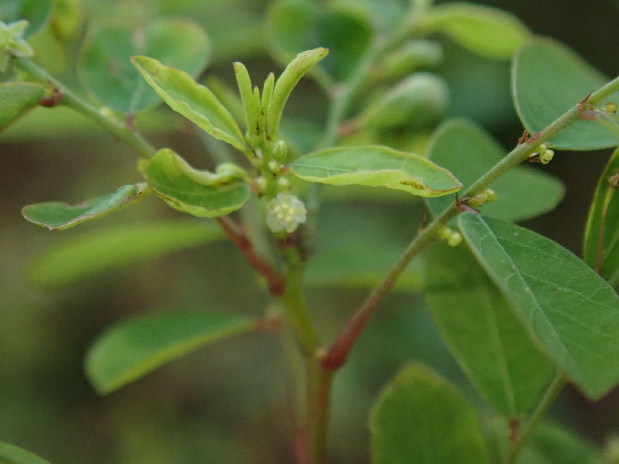 Image de Phyllanthus tenellus Roxb.