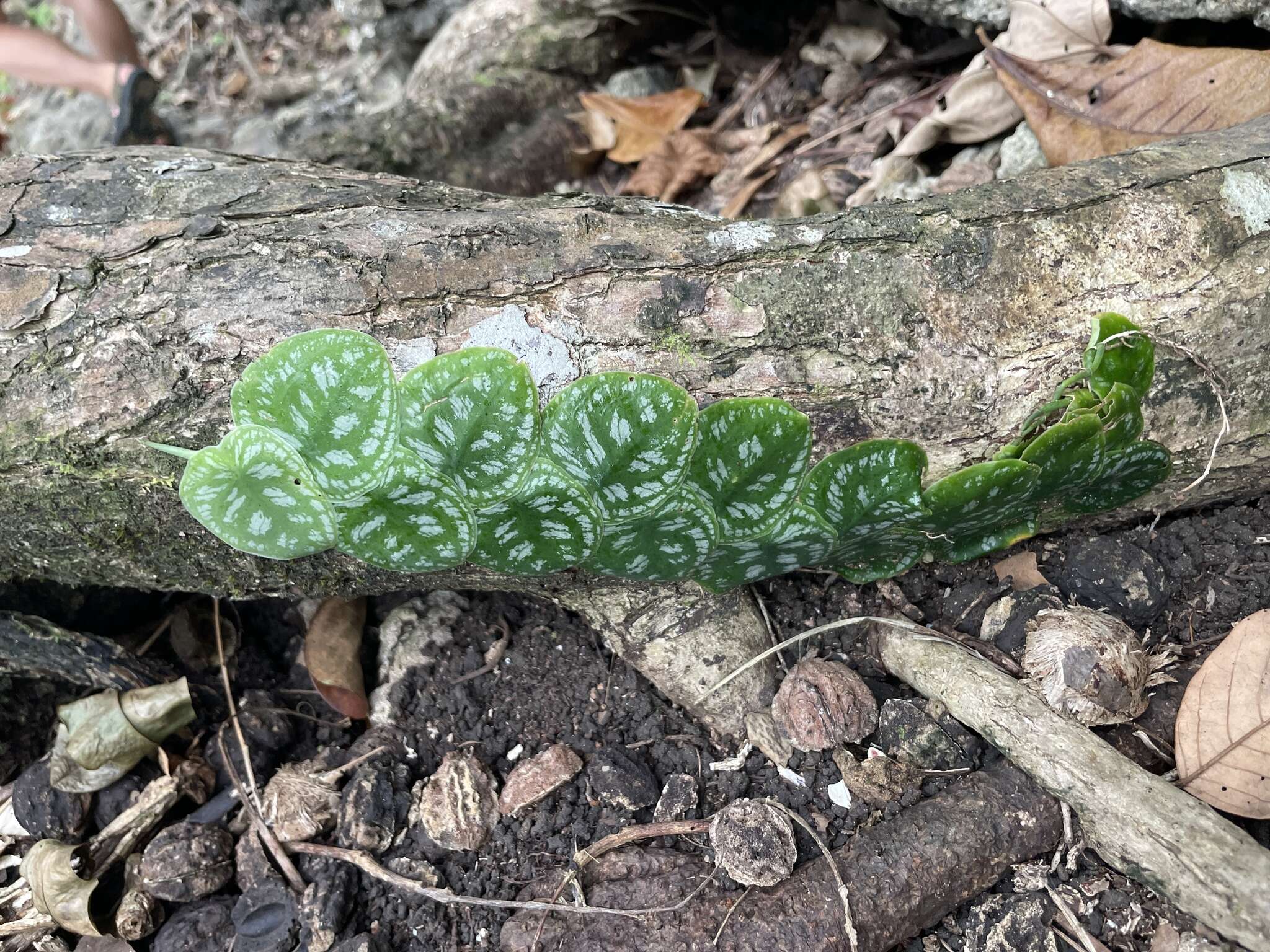 Monstera tuberculata var. brevinoda (Standl. & L. O. Williams) Madison的圖片