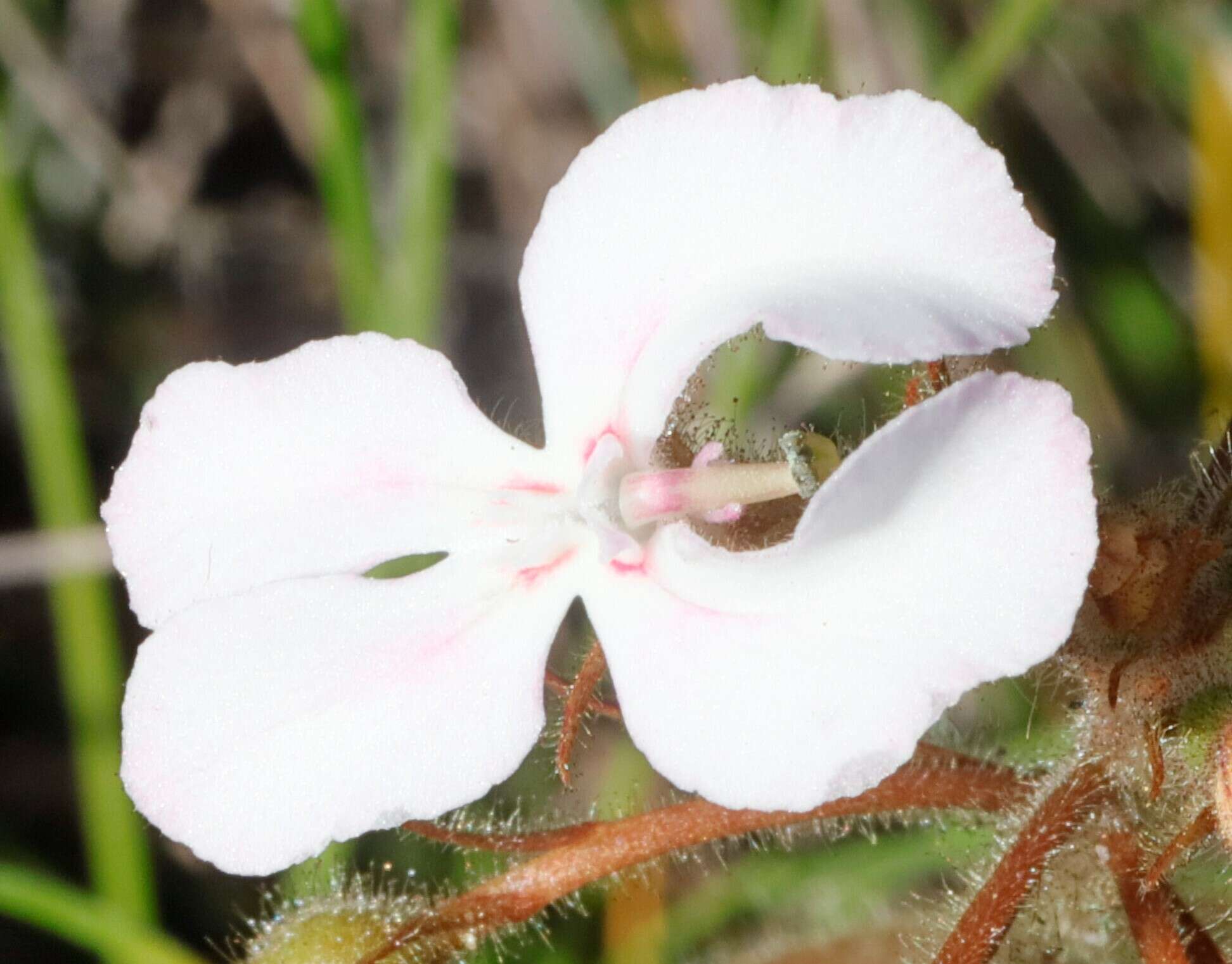 Image of <i>Stylidium stenosepalum</i>