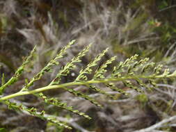 Imagem de Asplenium adiantum-nigrum var. solidum (Kunze) J. P. Roux