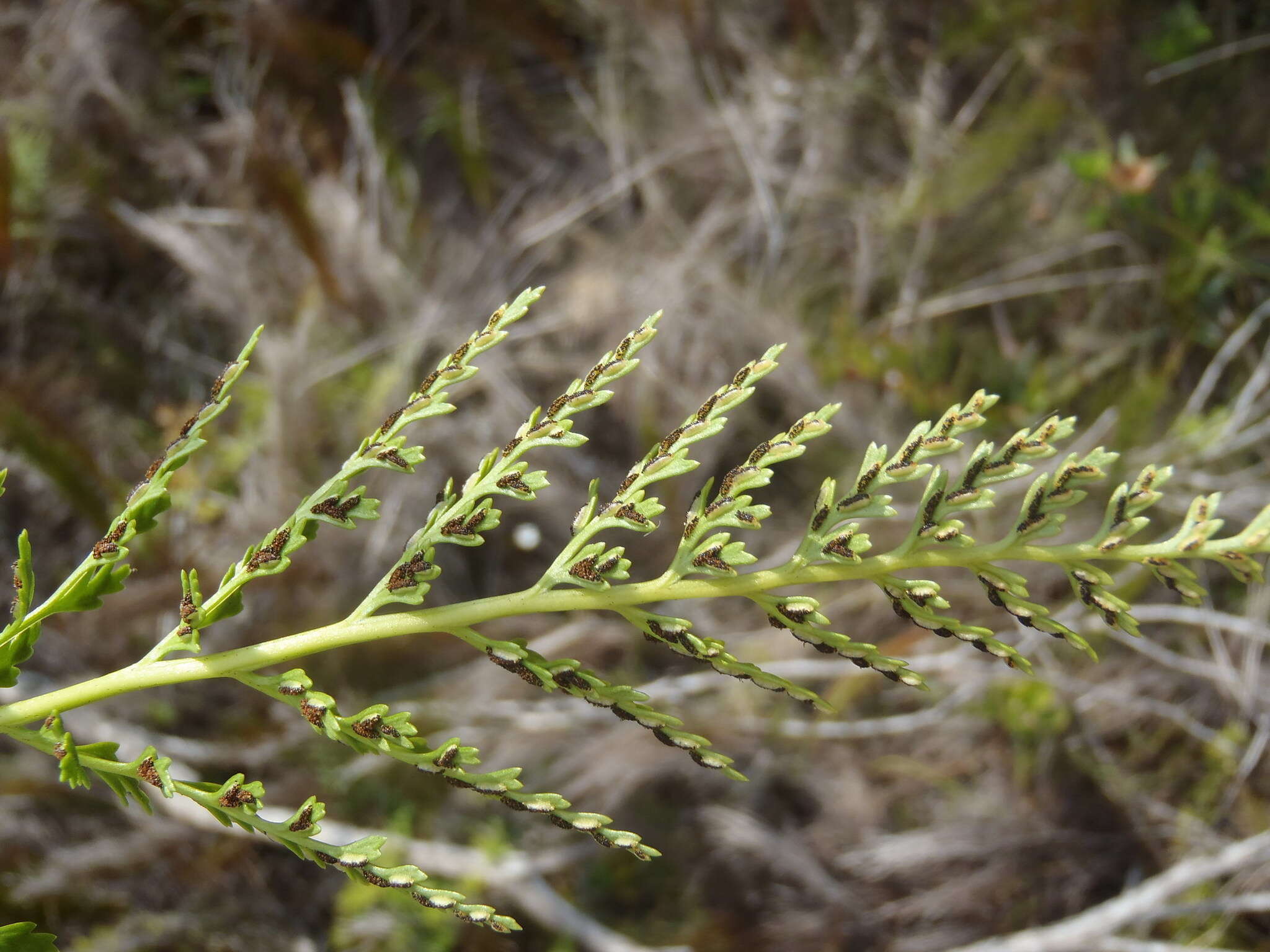 Image of Asplenium adiantum-nigrum var. solidum (Kunze) J. P. Roux