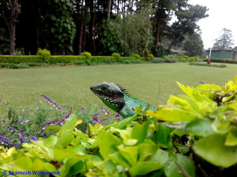 Image of Black-cheek lizard