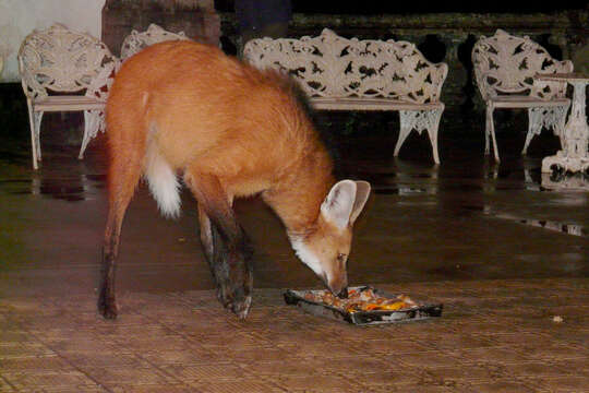 Image of Maned Wolves