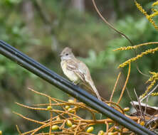 Image of Yellow-bellied Elaenia