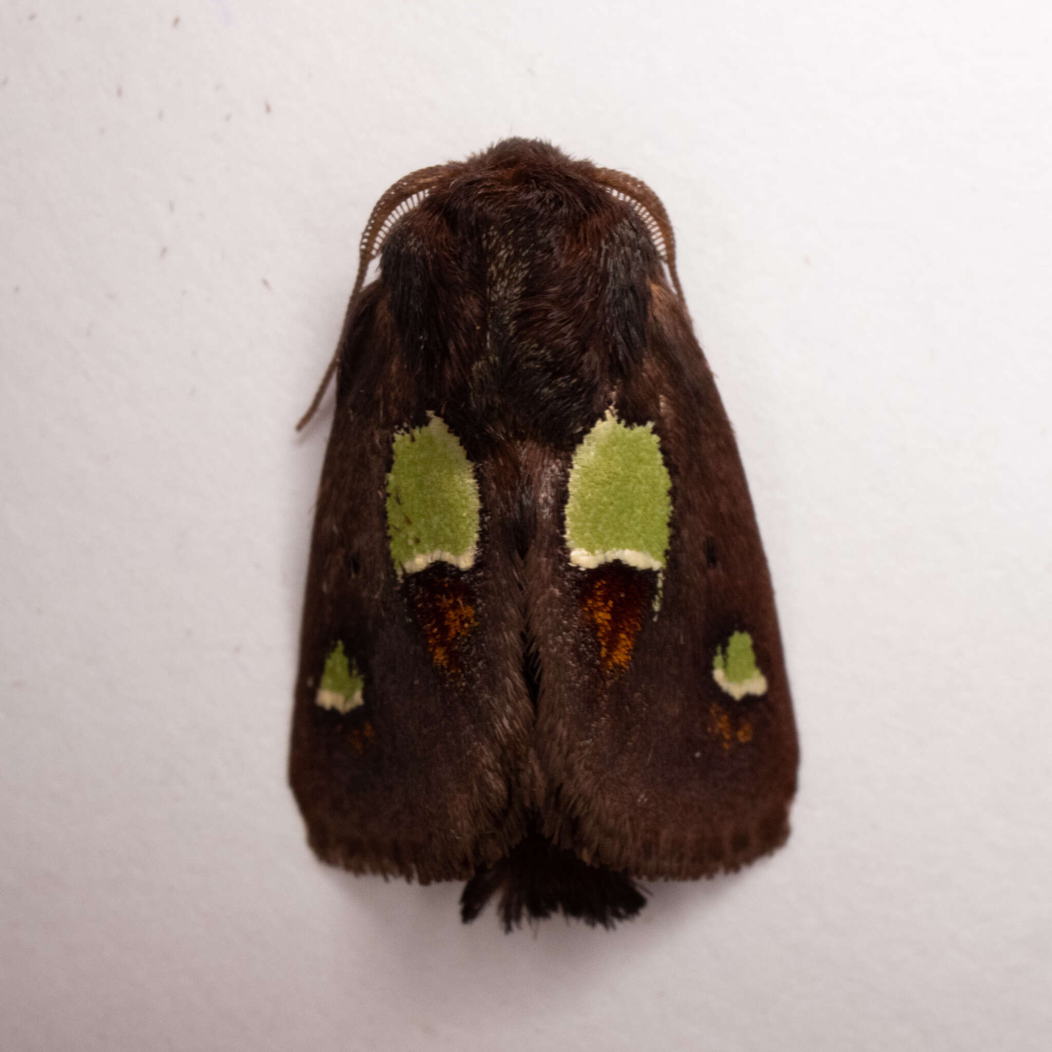 Image of Nanina Oak-Slug Moth