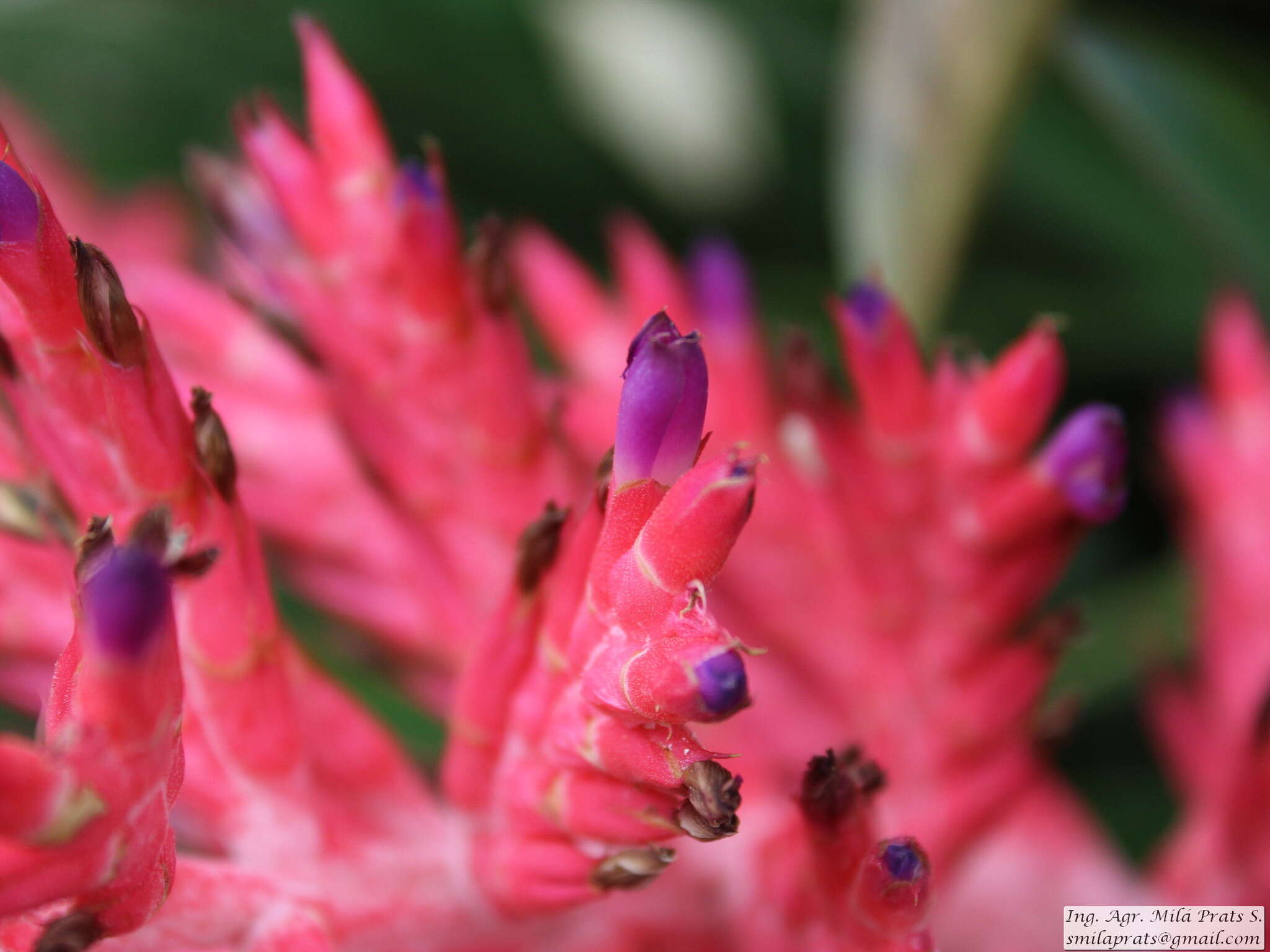 Imagem de Aechmea distichantha Lem.