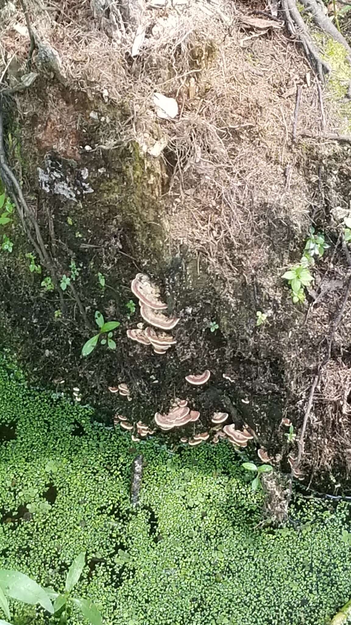 Sivun Trametes cubensis (Mont.) Sacc. 1891 kuva