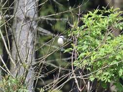 Image of Red-backed Shrike