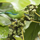 Image of Yellow-throated Leafbird