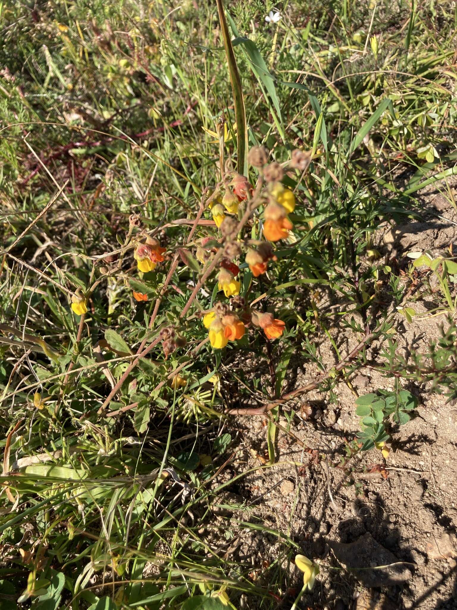 Image of Hermannia multiflora Jacq.