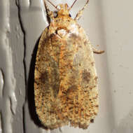 Image of Four-dotted Agonopterix