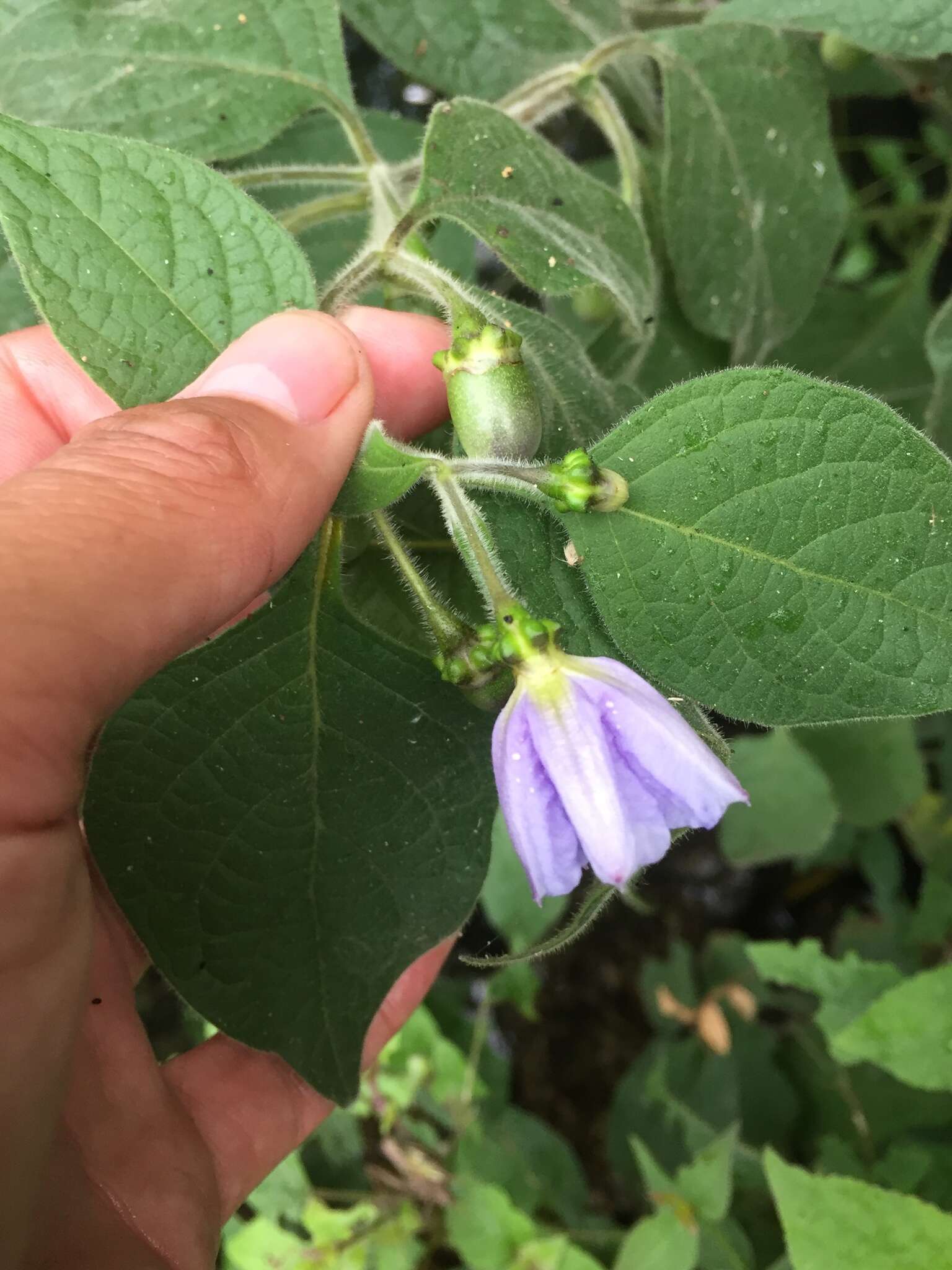 Image of Lycianthes pringlei (Robins. & Greenm.) Bitter