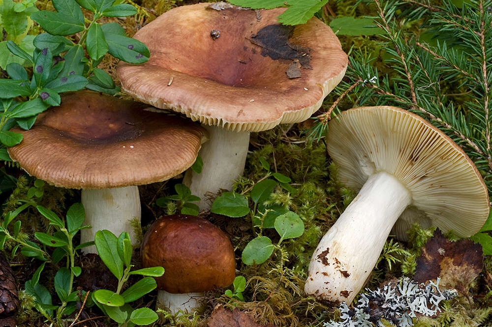 Image of Russula favrei M. M. Moser 1979