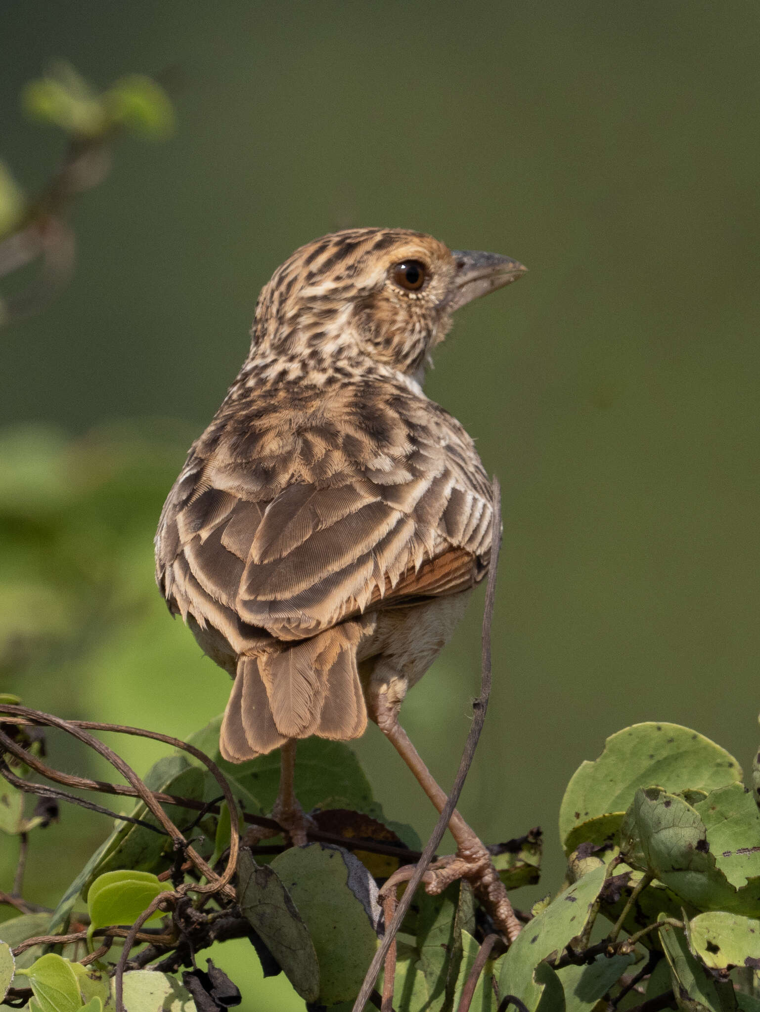 Image of Jerdon's Bush Lark