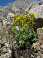 Image of granite draba