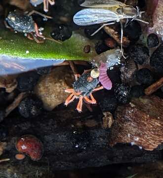 Image of winter grain mites